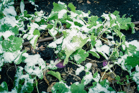 在美国德克萨斯州达拉斯附近的积雪覆盖下的高床花园中生长的色调照片大头菜背景图片