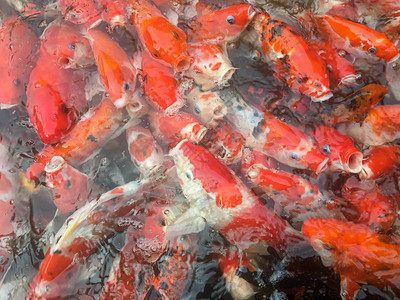 锦鲤鱼在水族馆游泳花式鲤鱼图片