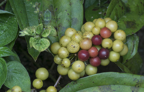 野生成熟菝葜zeylanica水果图片