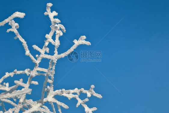 树枝上覆盖着白色闪亮的霜冻图片