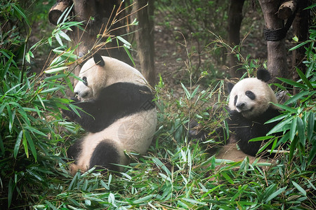 两只大熊猫在中公园吃竹叶图片