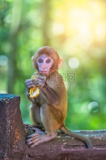 张家江公园10英里美术馆猴林十米的猴子小可爱小猴子拿图片