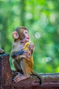 张家江公园10英里美术馆猴林十米的猴子小可爱小猴子拿背景图片