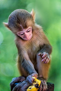 张家江公园10英里美术馆猴林十米的猴子小可爱小猴子拿图片