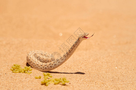 野生动物相遇小而有毒的沙毒蛇Bitisperingueyi图片