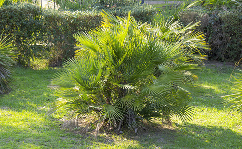 humilis是欧洲唯一生长的棕榈图片