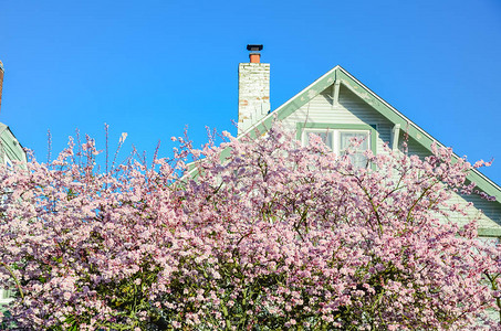 在美国华盛顿州西雅图的住宅烟囱屋顶附近看开花的樱桃树开花的桃红色晴天春在郊区细分图片