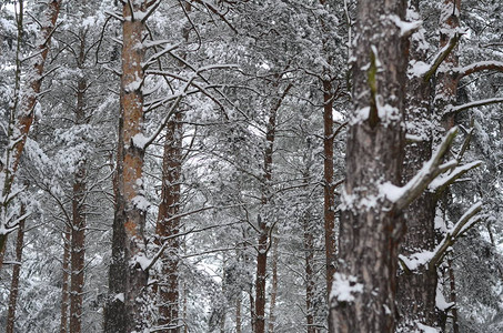 白雪皑的冬季景观的美丽景色图片