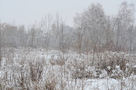 与积雪的树冬天风景图片