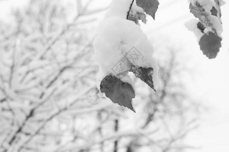 蓝天背景下的冬雪树枝图片