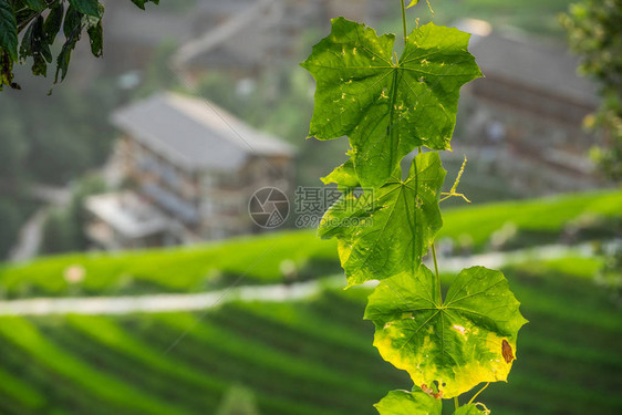 广西壮族自治区东北部龙脊梯田散焦背景的背光树绿叶图片