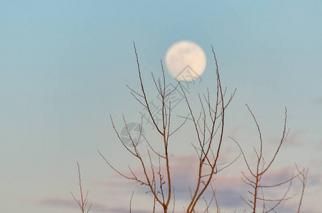 满月的夜景蓝色的太阴高清图片