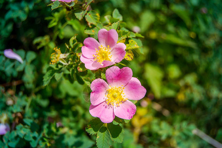 灌木上的小粉红玫瑰图片