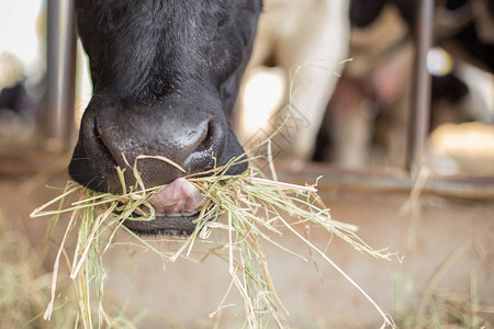 奶牛在农场吃草的特写镜头图片
