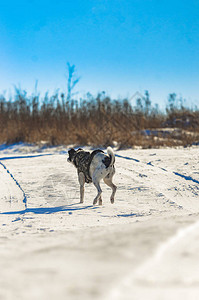 它快乐地带着它的hzayin沿着雪山奔跑图片