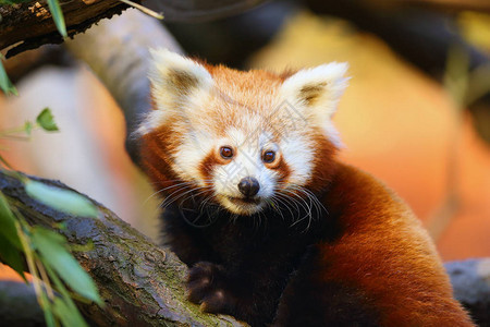 小熊猫Ailurusfulgens火狐或小熊猫红熊猫和红猫熊图片