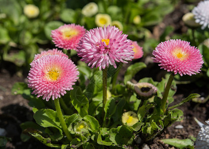 Daisy粉色品种B图片