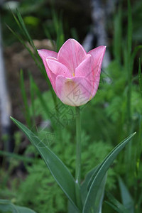 在绿叶背景上打开粉色郁金香花蕾图片