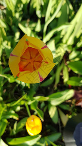 在绿色背景的橙色花黄色郁金香花在坛上绿叶模糊的背景上郁金香头状花序黄色花瓣上的红色条背景图片