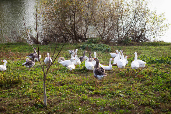 白鹅和灰鹅在水边成群结队农业农业图片