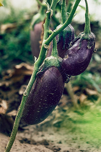 在蔬菜温室花园种植的土生长的图片