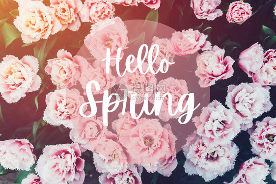 HelloSpring句子在框中在春季时图片