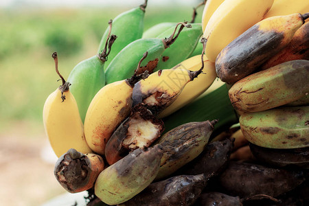 香蕉成熟在树上腐图片