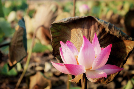 池塘中的粉色莲花和干燥图片