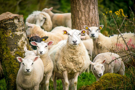 许多自然中的绵羊图片