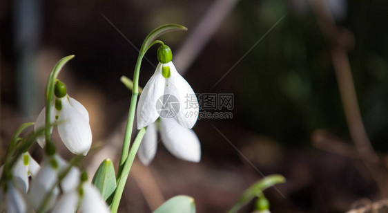 春天来了森林里的雪花莲图片