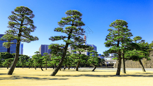 阳光明媚的春季东京树林露天公园图片