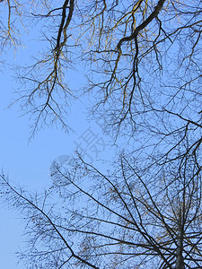 无叶树的枝桠映衬着蓝天图片