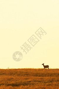 黄昏时分在草地上行走的雌鹿霍格鹿图片