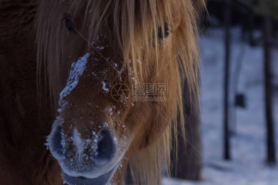 冬天的雅库特马在雪地里是雅图片