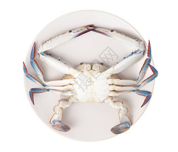 盘子里的新鲜螃蟹在白色图片
