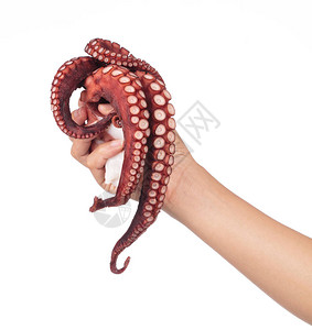 手握着在白色背景上被孤照片  |手拿着孤立在白色背景上的新鲜鱿鱼