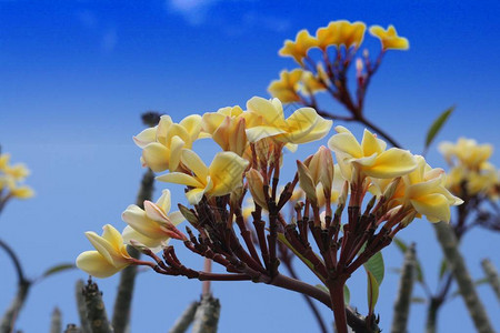 黄色梅花或freangipani图片
