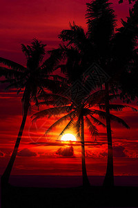 棕榈树和美丽的天空景观旅行旅游图片