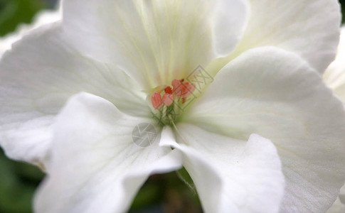 白羽花的宏观照片创造出温柔图片