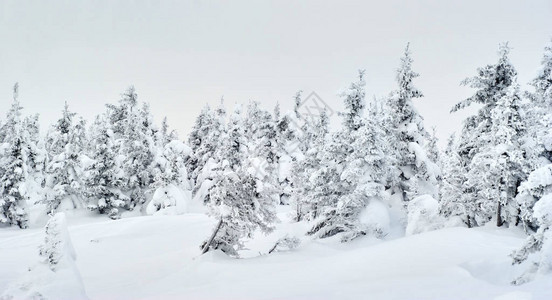 冬季风景雪地高图片