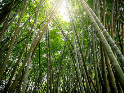 从地面看热带雨林中的高青竹图片