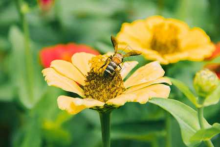 蜜蜂在黄色的Zinnia图片