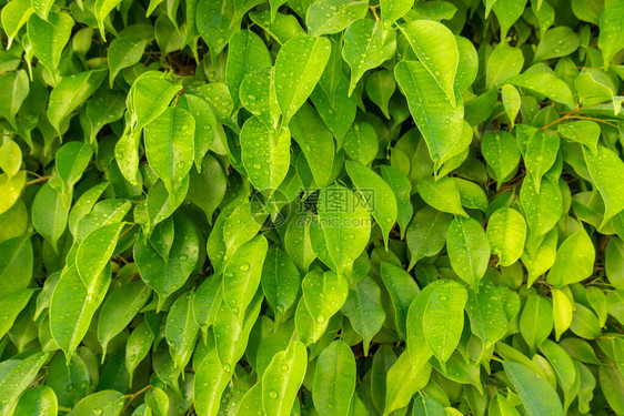 雨后新鲜的绿叶子上的露珠与明亮茂盛的叶子和水滴的树枝春天或夏天阳光明媚图片