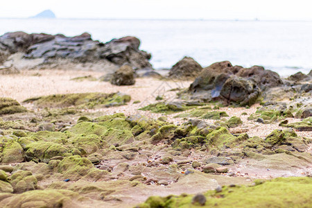 海滩上长着青苔的岩石的照片图片