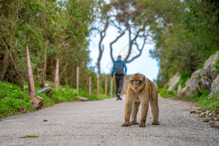 猴子在热带森林的远足小径上守卫着领土图片