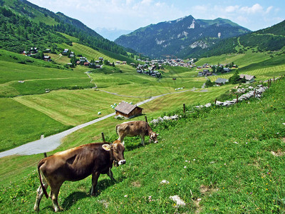 列支敦士登阿尔卑斯山脉坡和马尔本塔尔高山谷上方的草地和牧场上的奶牛图片