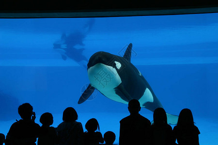 水族馆里的虎鲸前面有观众图片