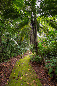 亚马逊热带雨林丛林景观厄瓜多尔亚马逊亚苏尼图片