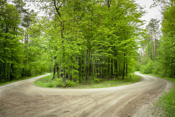 在绿色森林的道路上急转弯图片