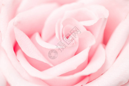 盛开的嫩玫瑰花背景图片